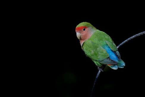 Lovebird-LizatLancaster